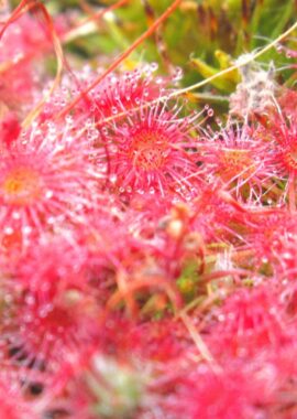 Drosera pygmaea {Cranbrook}