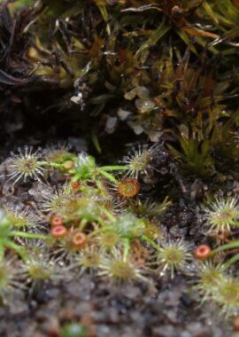 Drosera pygmaea {Kai Iwi Lakes}