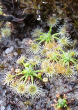 Drosera pygmaea {Kai Iwi Lakes}