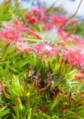Drosera pygmaea {Kangaroo Island}
