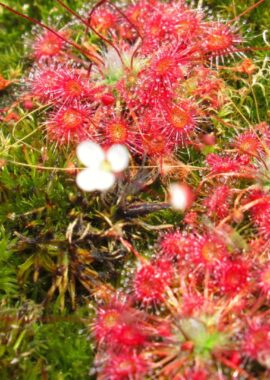 Drosera pygmaea {Kangaroo Island}