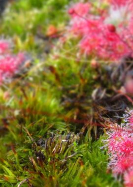 Drosera pygmaea {Kangaroo Island}