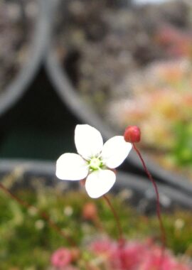Drosera pygmaea {Kangaroo Island}