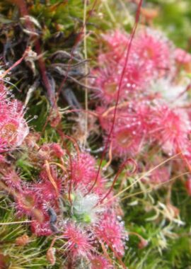 Drosera pygmaea {Kangaroo Island}