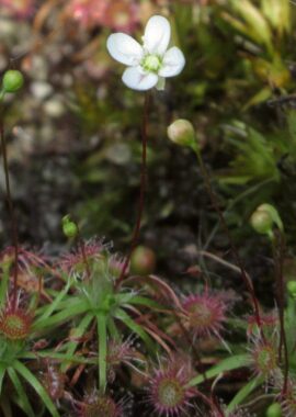 Drosera pygmaea {Kumeu}