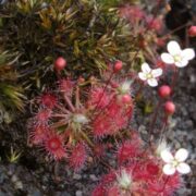Drosera pygmaea {Kumeu}