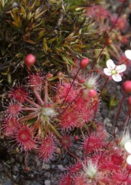 Drosera pygmaea {Kumeu}