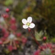 Drosera pygmaea {Little Bay, N.S.W.}