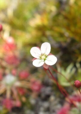 Drosera pygmaea {Little Bay, N.S.W.}
