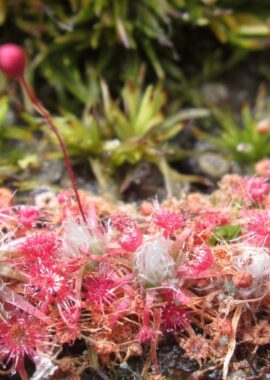 Drosera pygmaea {Little Bay, N.S.W.}