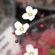 Drosera pygmaea {Mt. Lofty}
