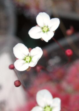 Drosera pygmaea {Mt. Lofty}