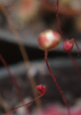 Drosera pygmaea {Mt. Lofty}