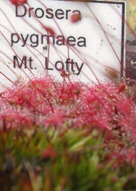 Drosera pygmaea {Mt. Lofty}