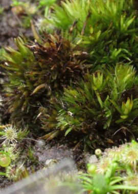 Drosera pygmaea {New Zealand}