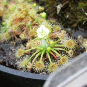 Drosera pygmaea {New Zealand}