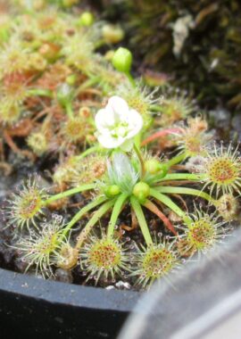 Drosera pygmaea {New Zealand}