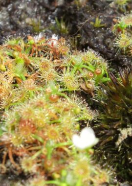 Drosera pygmaea {New Zealand}
