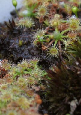 Drosera pygmaea {New Zealand}