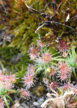 Drosera pygmaea {Sydney}