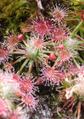 Drosera pygmaea {Sydney}