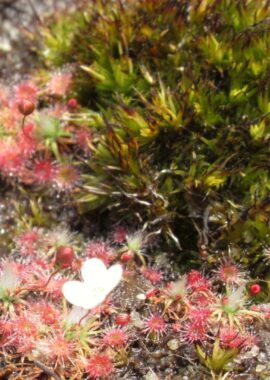 Drosera pygmaea {Tasmania}