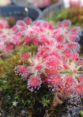 Drosera roseana