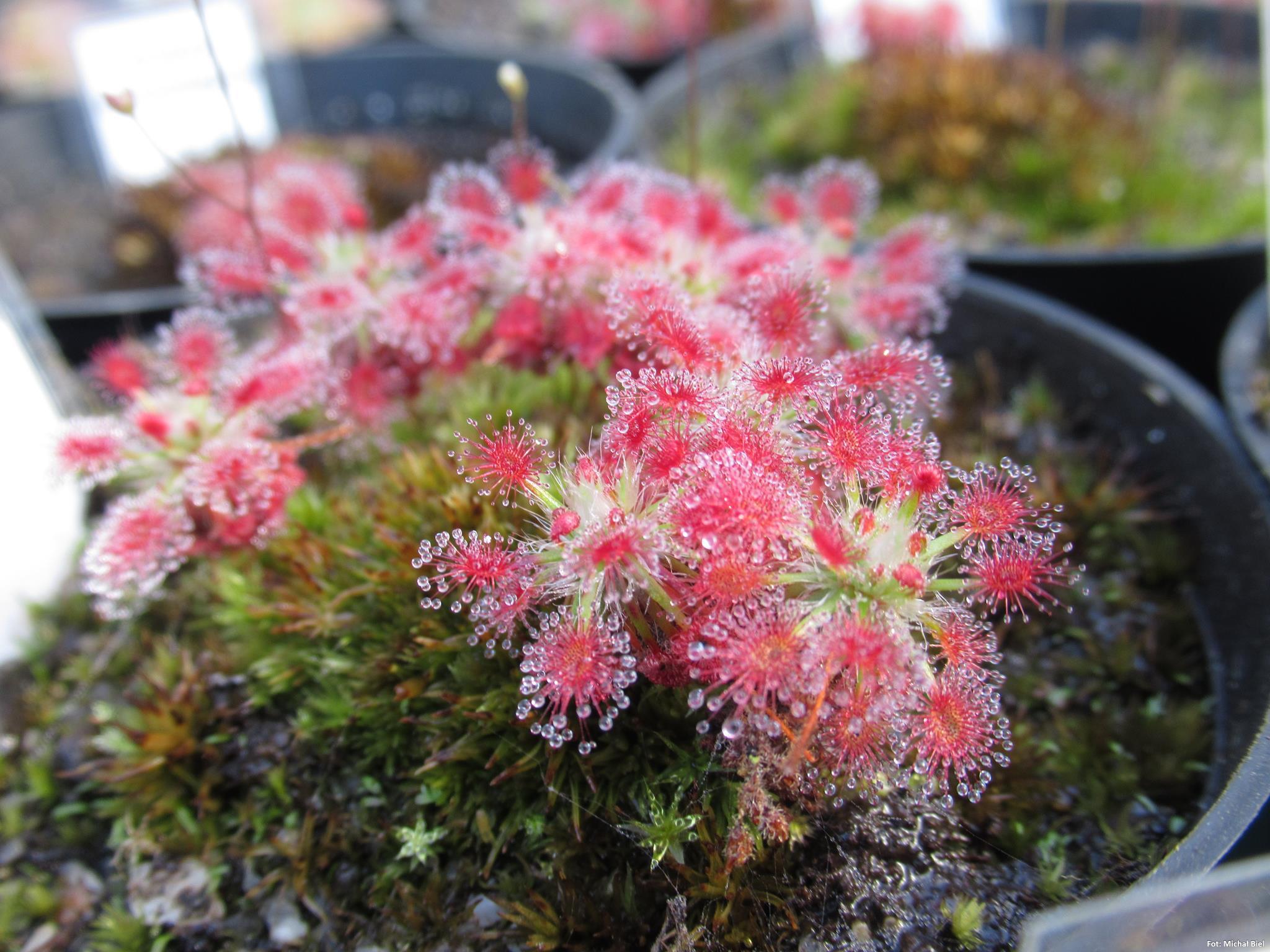 Drosera roseana
