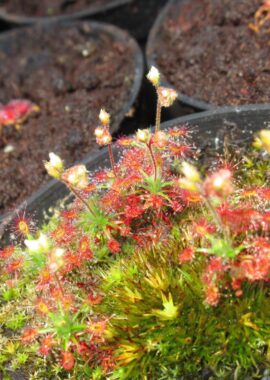 Drosera roseana