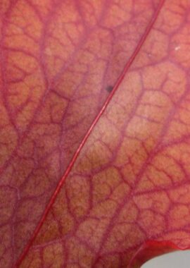 Sarracenia – 'C24 Siegfried’