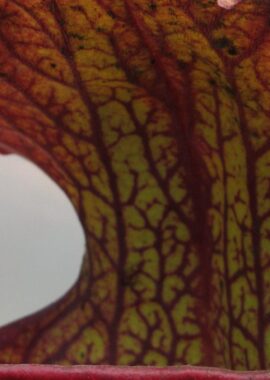 Sarracenia – 'C24 Siegfried’