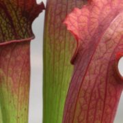 Sarracenia - 'C24 Siegfried'