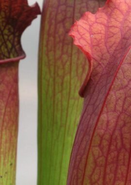 Sarracenia – 'C24 Siegfried’