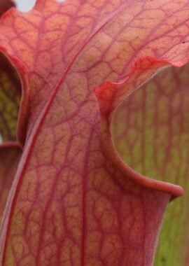 Sarracenia – 'C24 Siegfried’