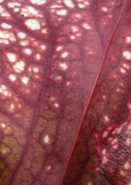 Sarracenia – 'C24 062′
