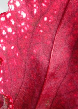 Sarracenia – 'C24 062′