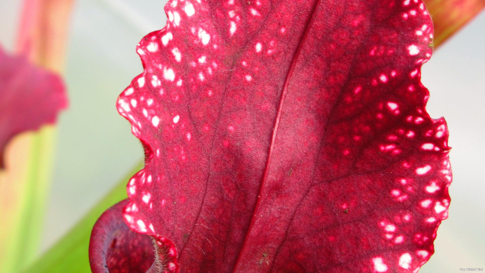 Sarracenia - 'C24 062'