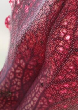 Sarracenia – 'C24 062′
