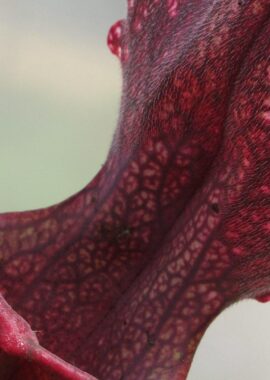 Sarracenia – 'C24 062′