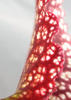 Sarracenia – 'C24 062′