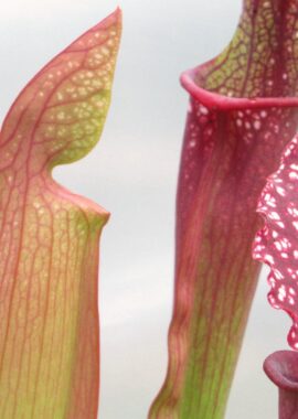 Sarracenia – 'C24 062′