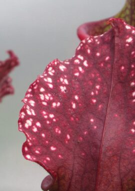 Sarracenia – 'C24 062′