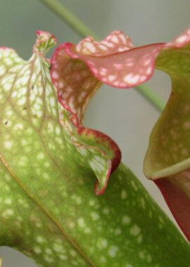 Sarracenia – 'C24 Carnival’