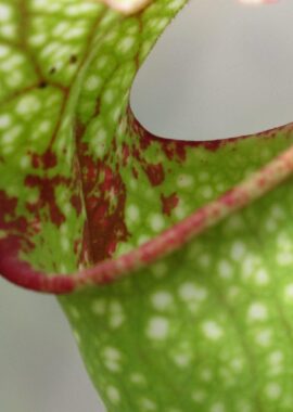 Sarracenia – 'C24 Carnival’