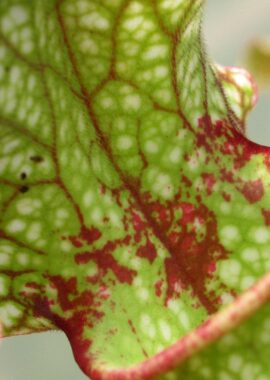 Sarracenia – 'C24 Carnival’