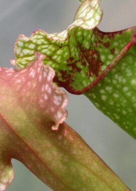 Sarracenia – 'C24 Carnival’