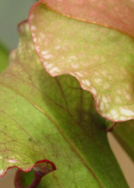 Sarracenia – 'C24 Carnival’