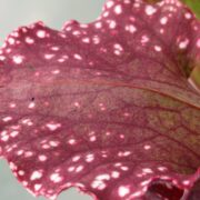 Sarracenia - 'C24 063'