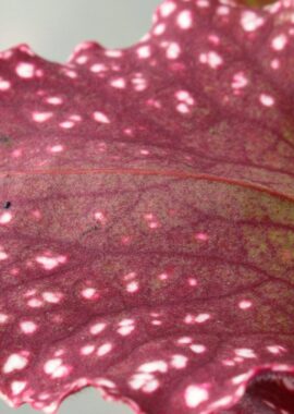 Sarracenia – 'C24 063′