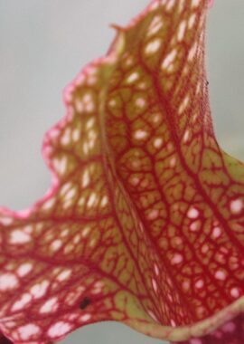 Sarracenia – 'C24 063′